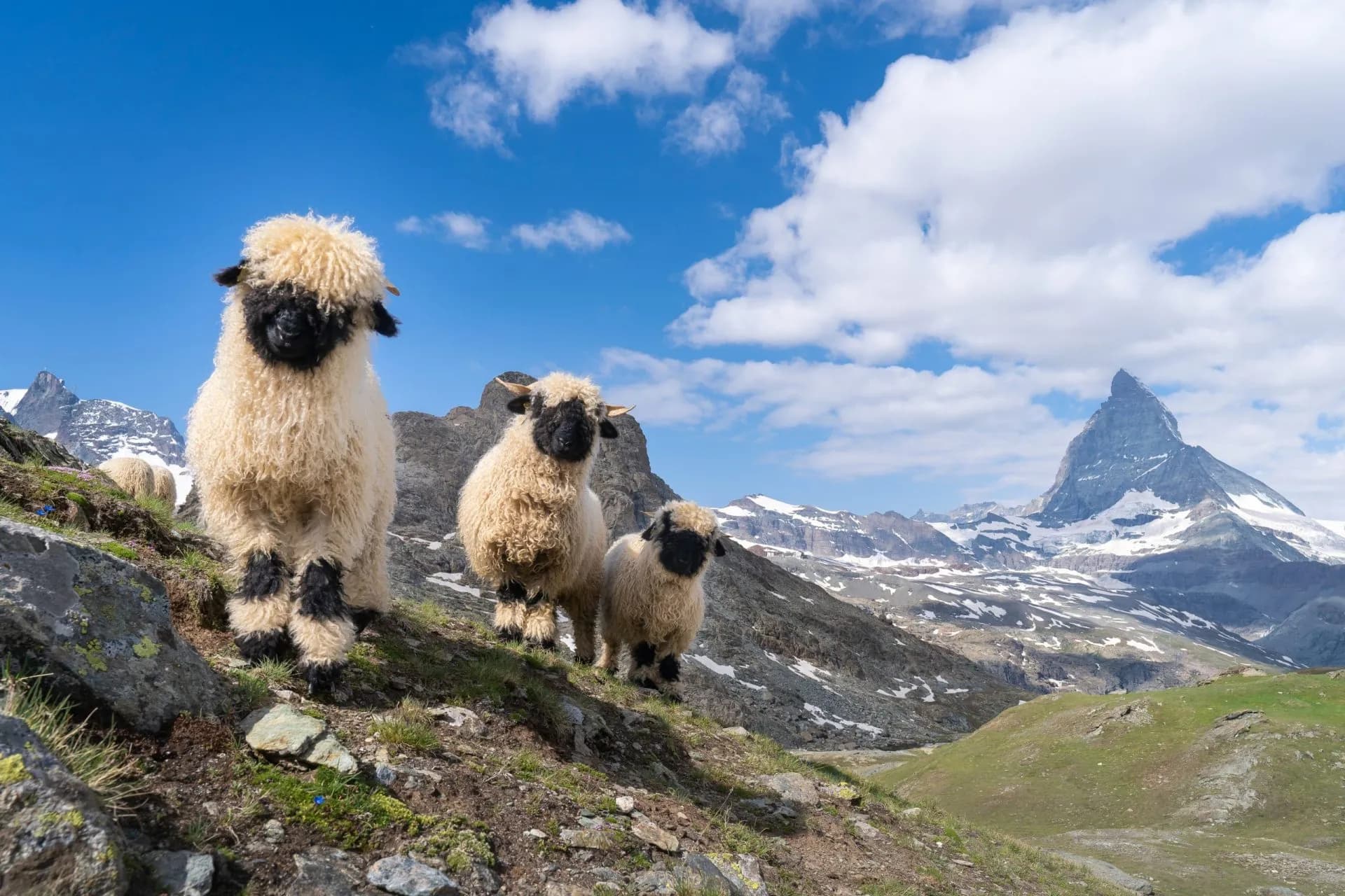 Valais Blacknose sheep on rocky slope with Matterhorn peak in background